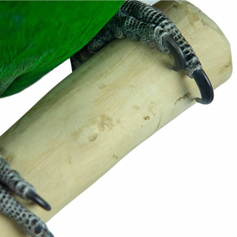 Aire de jeux en bois de Java avec socle – Back Zoo Nature (Small)