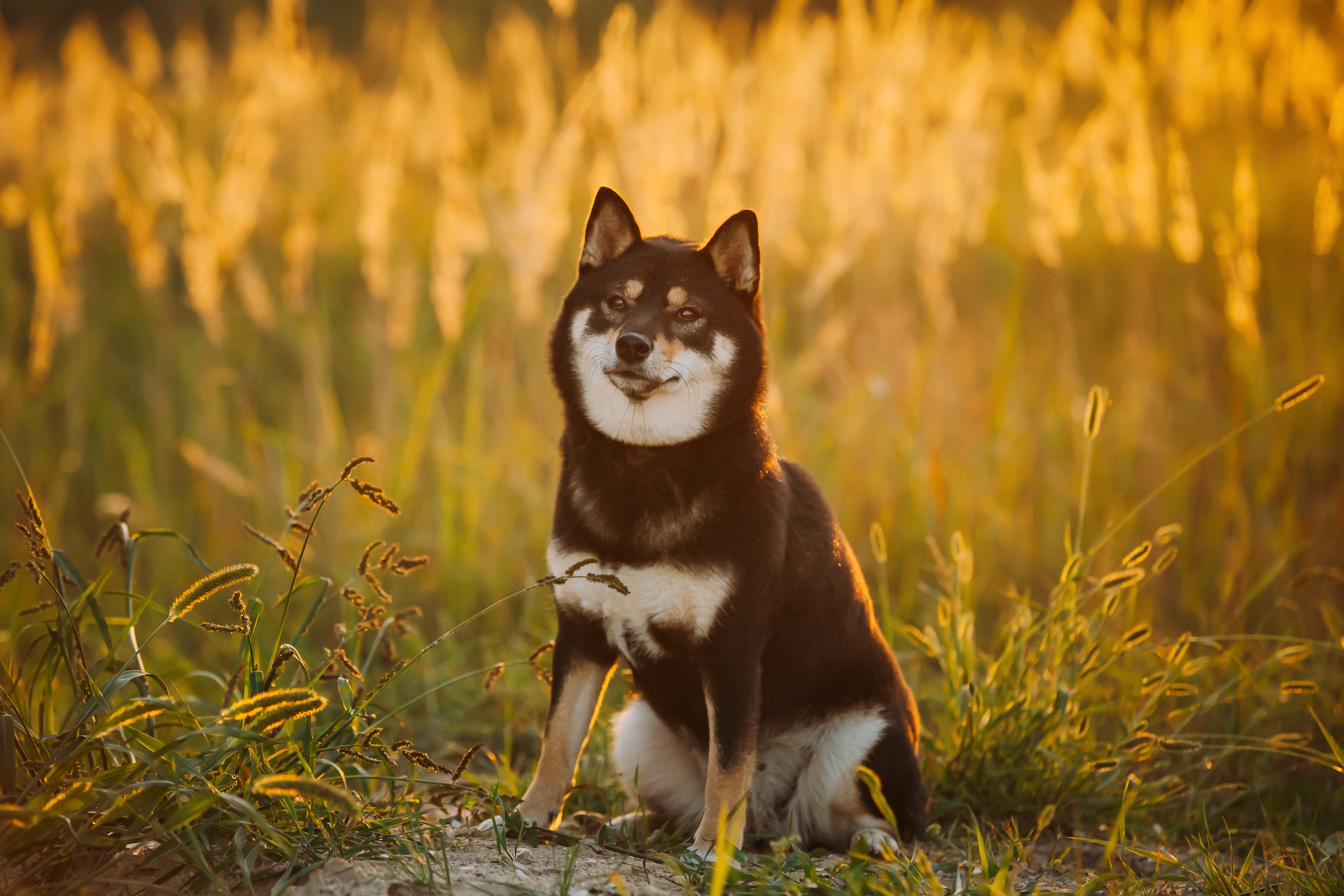 The Pet Doctor – Collier Stop Puces & Tiques pour chiens (BSI)