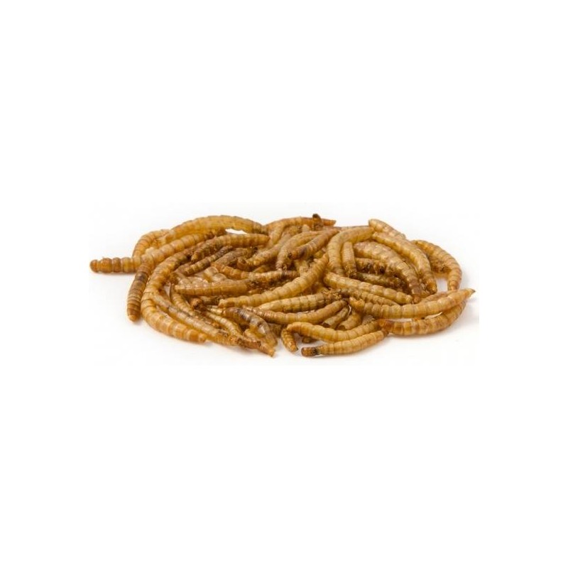 Mealworm – vers de farine déshydratés (seau 5 L) – Ornibird