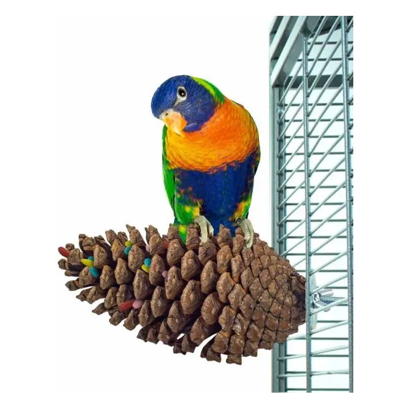 Pomme de Pin Fourrage