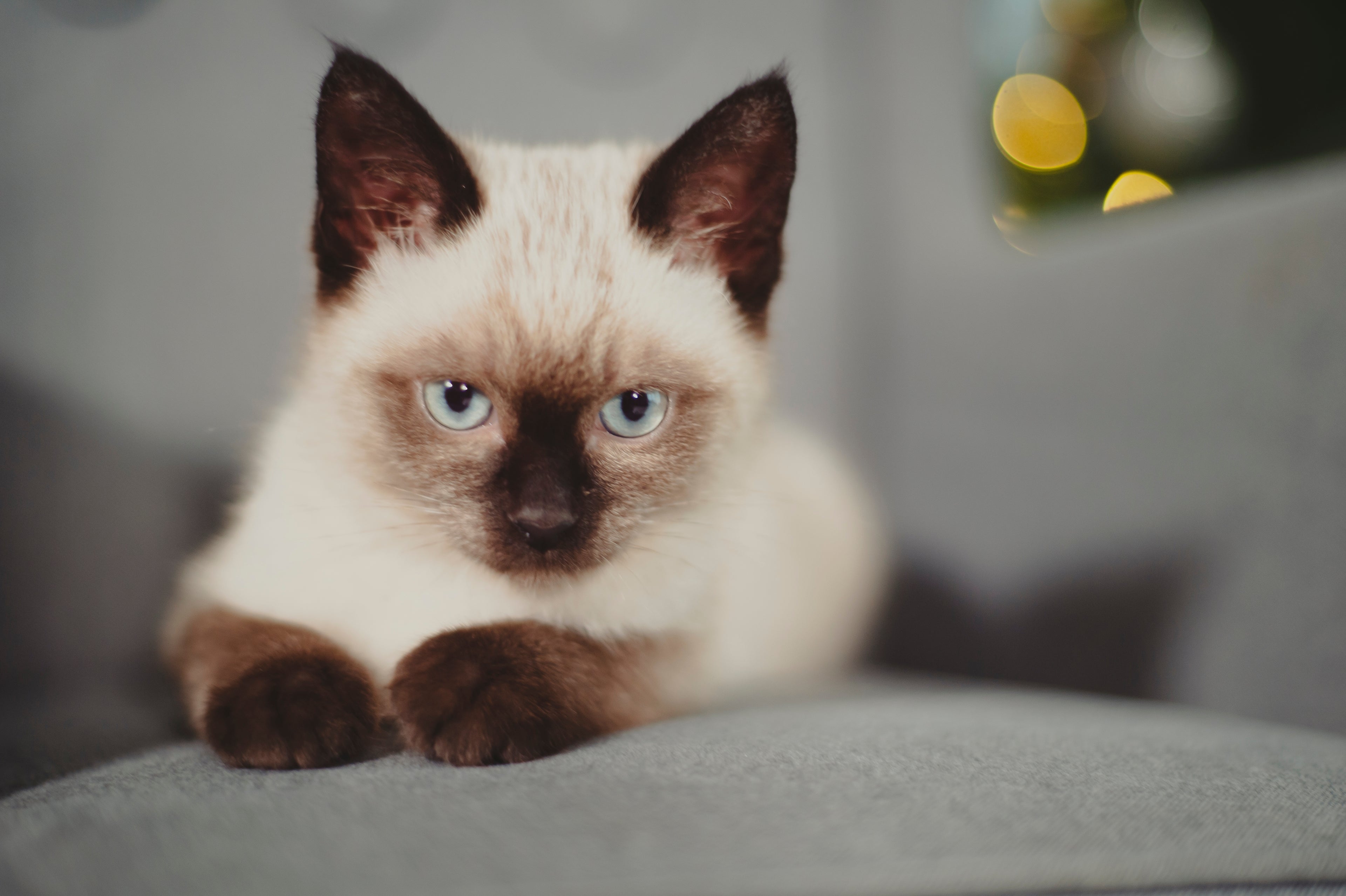 The Pet Doctor Stop Puces & Tiques Collier Chat – BSI